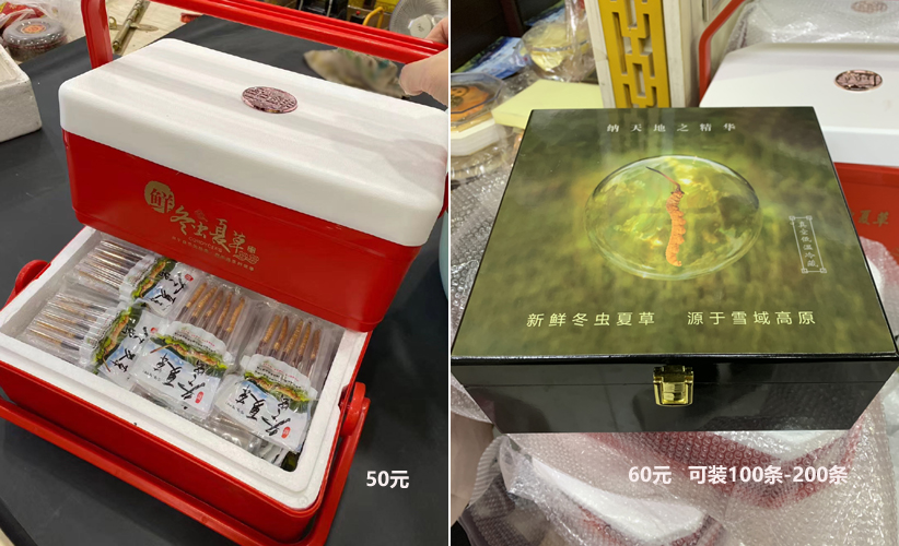 新鮮蟲草禮盒圖片