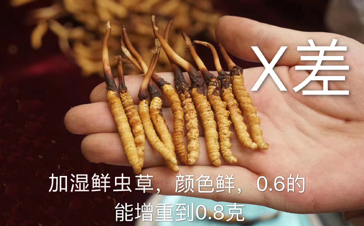 加濕新鮮蟲草圖片 加濕新鮮蟲草圖片