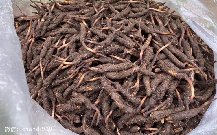 西藏新鮮加查蟲草圖片 西藏新鮮加查蟲草圖片