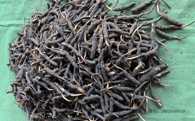青海新鮮蟲草圖片