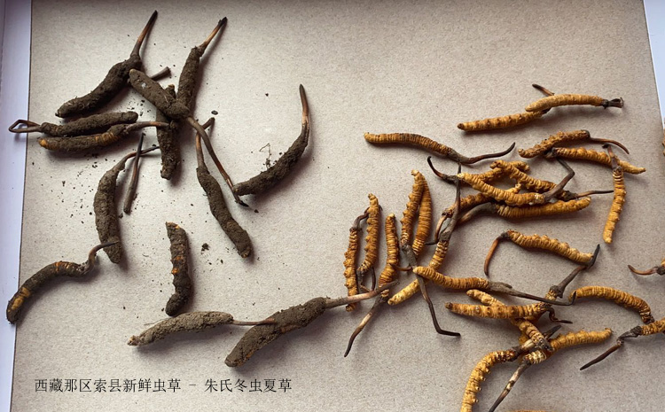 那曲索縣新鮮冬蟲夏草 那曲索縣新鮮冬蟲夏草