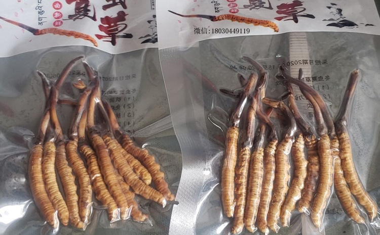 那曲比如縣新鮮冬蟲夏草圖片 那曲比如縣新鮮冬蟲夏草圖片