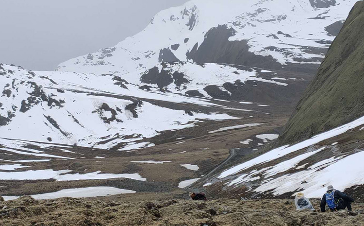 那區新鮮冬蟲夏草采挖圖片 那區新鮮冬蟲夏草采挖圖片