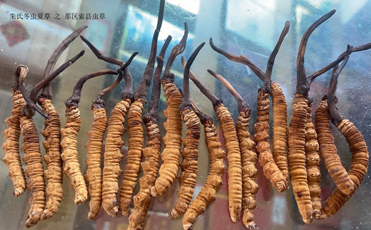 那區索縣冬蟲夏草圖片 那區索縣冬蟲夏草圖片