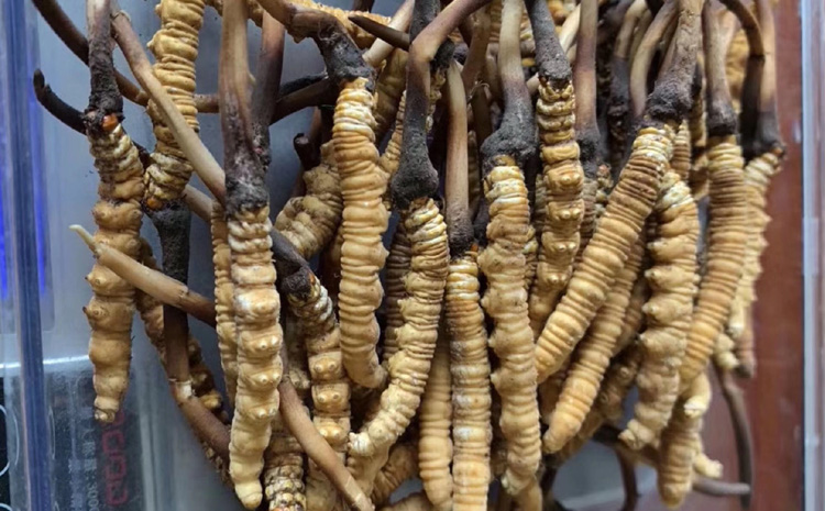 新鮮冬蟲夏草圖片 新鮮冬蟲夏草圖片
