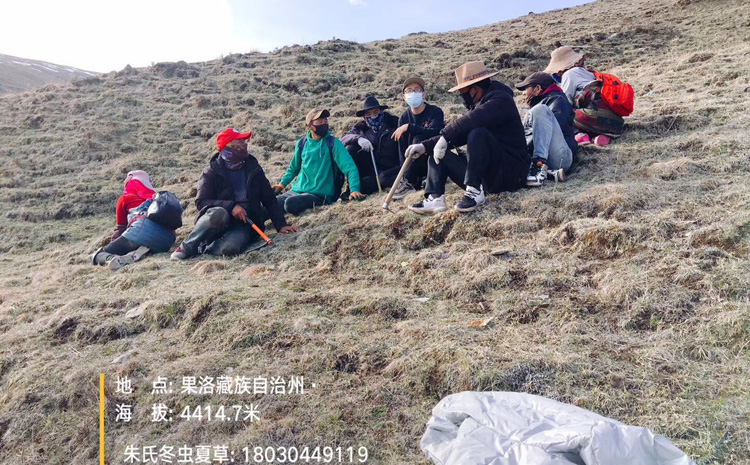 果洛冬蟲夏草采挖圖片 果洛冬蟲夏草采挖圖片