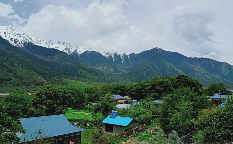 西藏波密野生羊肚菌生長環境圖片