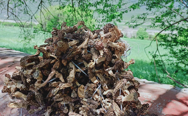 西藏野生羊肚菌干貨圖片