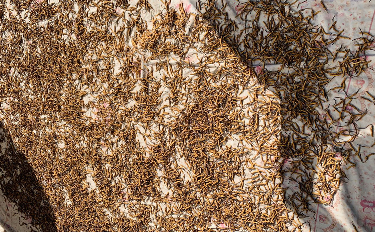 新鮮蟲草曬干 新鮮蟲草曬干