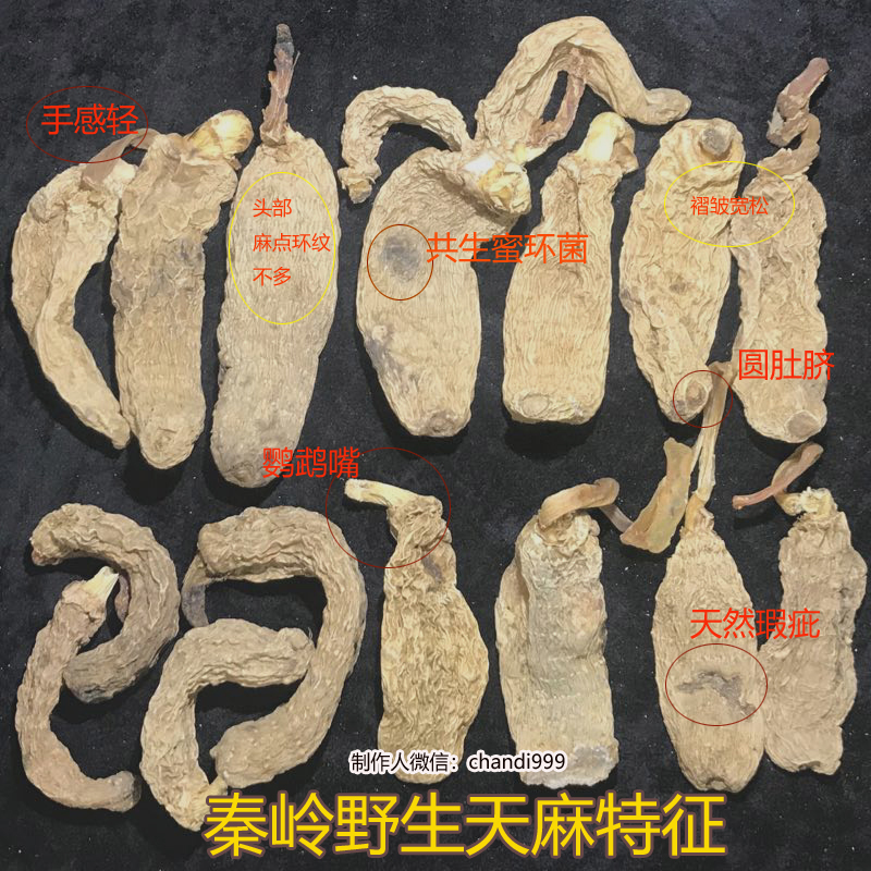 野生天麻鑒定圖片