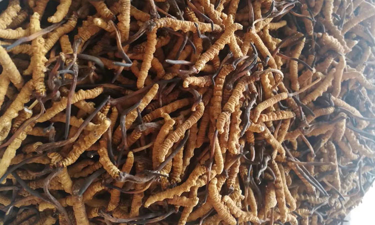 那曲蟲草圖片 那曲蟲草圖片