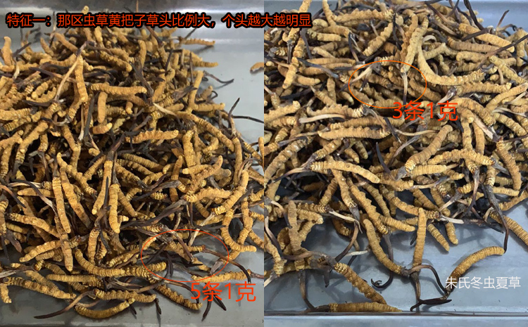 那曲冬蟲夏草的特點之黃草頭 那曲冬蟲夏草的特點之黃草頭