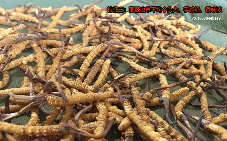 那區冬蟲夏草的特點之平均個頭大 那區冬蟲夏草的特點之平均個頭大