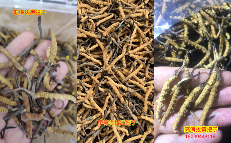 不同海拔冬蟲夏草圖片對比 不同海拔冬蟲夏草圖片對比