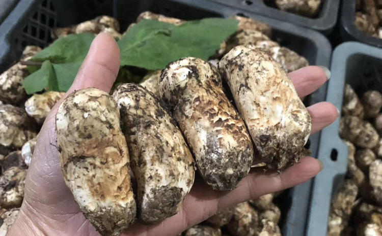 新鮮松茸圖片 新鮮松茸圖片