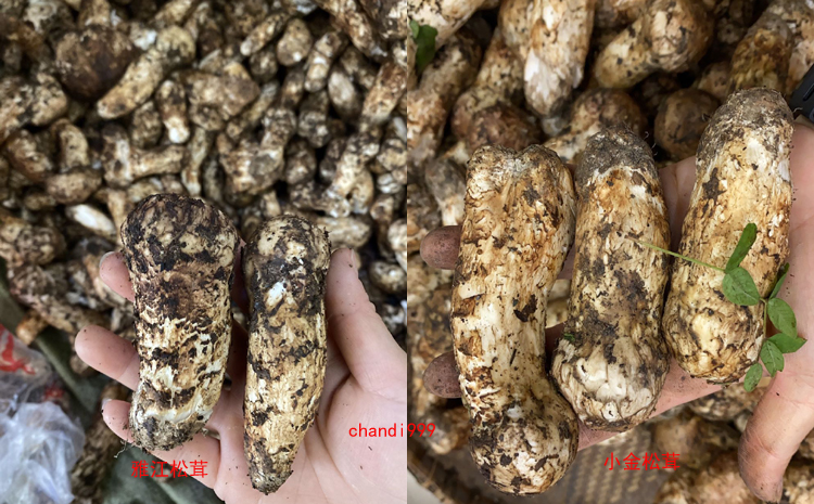 雅江松茸和小金松茸圖片 雅江松茸和小金松茸圖片