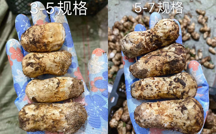 新鮮松茸圖片3cm-7cm 新鮮松茸圖片3cm-7cm