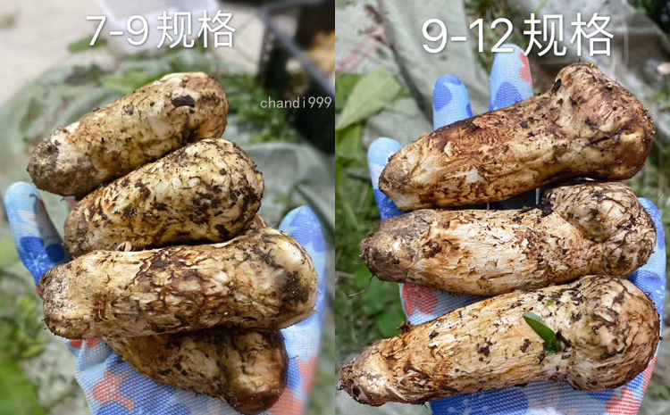 新鮮松茸圖片9cm-12cm 新鮮松茸圖片9cm-12cm