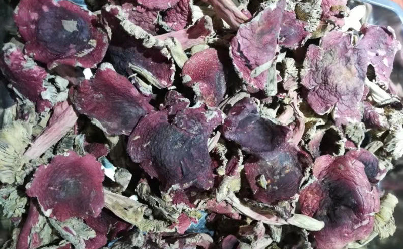 紅菇開菇圖片 紅菇開菇圖片