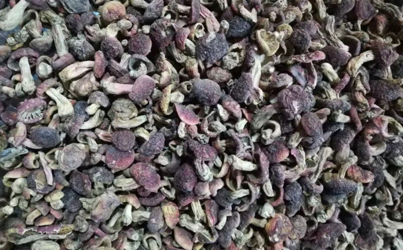 紅菇丁菇圖片 紅菇丁菇圖片