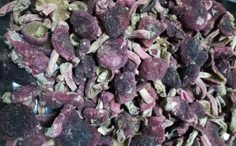 紅菇標(biāo)菇圖片 紅菇標(biāo)菇圖片