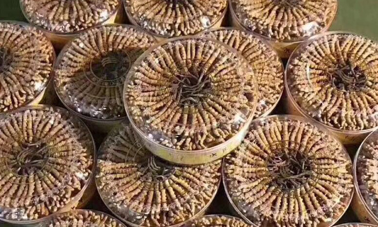 冬蟲夏草月餅圖片 冬蟲夏草月餅圖片