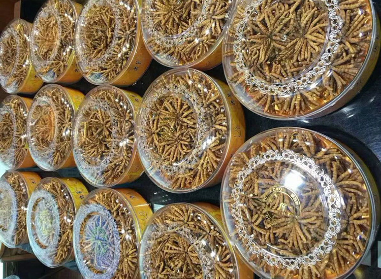 冬蟲夏草月餅圖片素材 冬蟲夏草月餅圖片素材