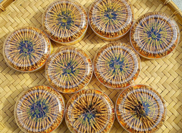 簸箕中的冬蟲夏草月餅圖片素材 簸箕中的冬蟲夏草月餅圖片素材