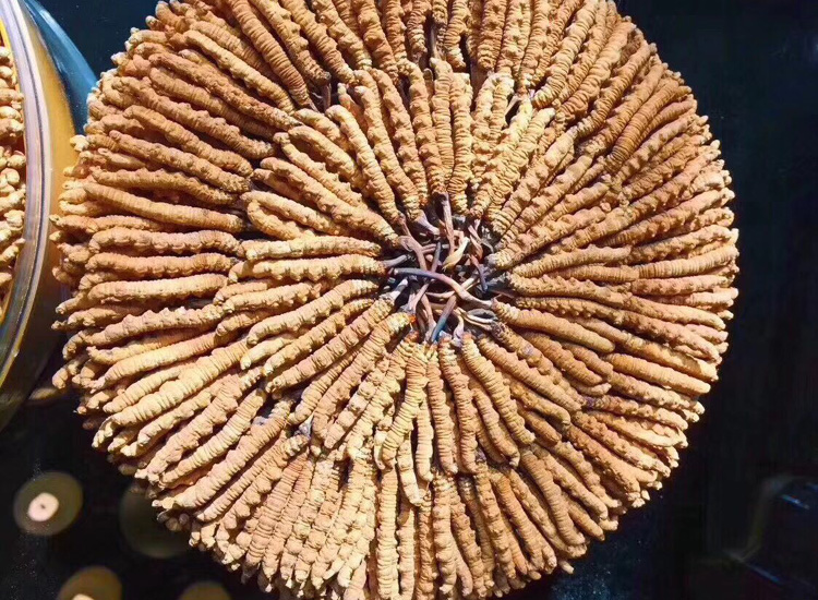 精美冬蟲夏草月餅圖片 精美冬蟲夏草月餅圖片