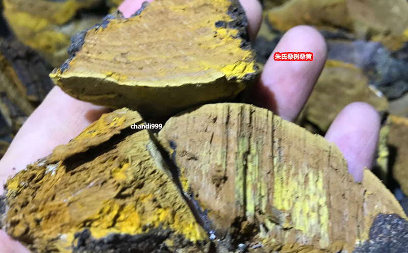 野生桑樹桑黃圖片 野生桑樹桑黃圖片