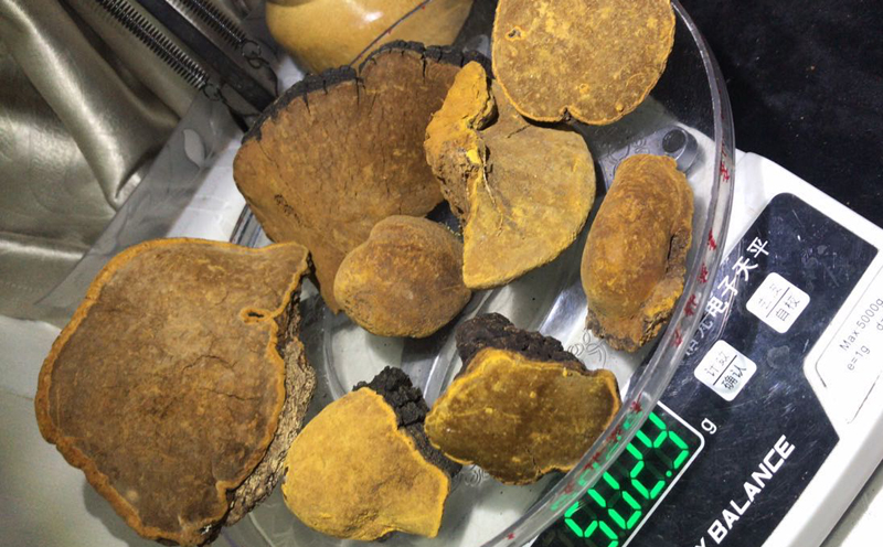 野生桑黃一斤的數量