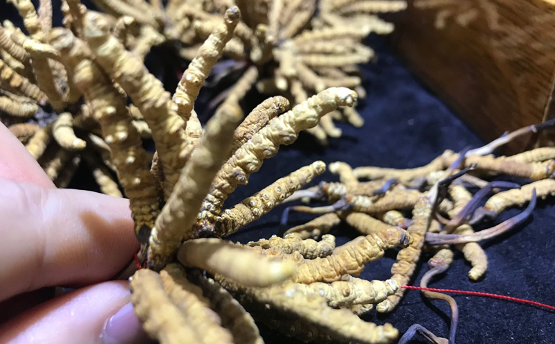 那曲冬蟲夏草圖片 那曲冬蟲夏草圖片