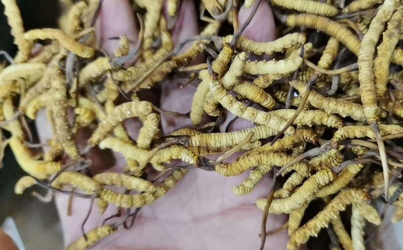 人工培育凍干蟲草圖片 人工培育凍干蟲草圖片