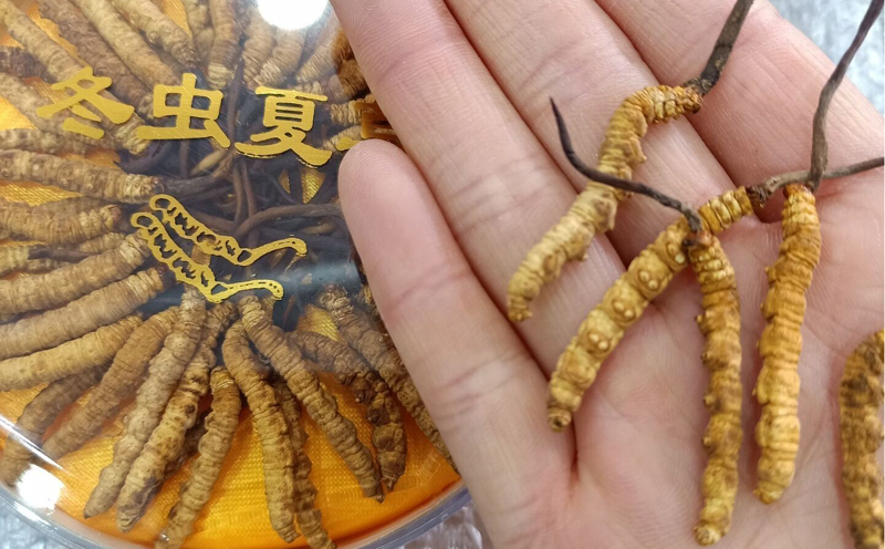 人工冬蟲夏草圖片 人工冬蟲夏草圖片