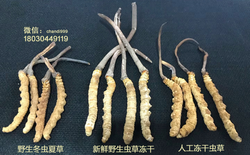 人工蟲草和凍干蟲草的區別 人工蟲草和凍干蟲草的區別