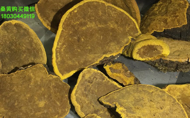 正宗桑樹桑黃圖片 正宗桑樹桑黃圖片