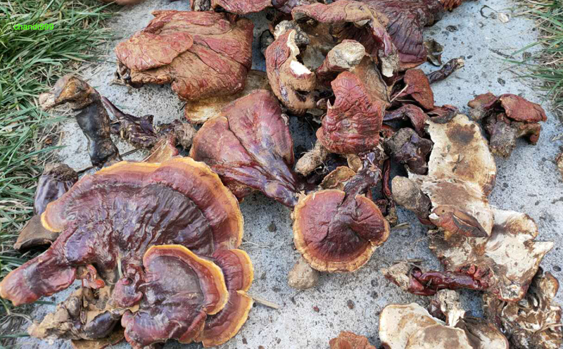 西藏野生靈芝圖片 西藏野生靈芝圖片