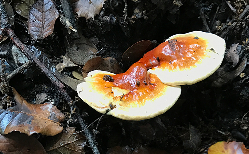 野生白心靈芝圖片 野生白心靈芝圖片