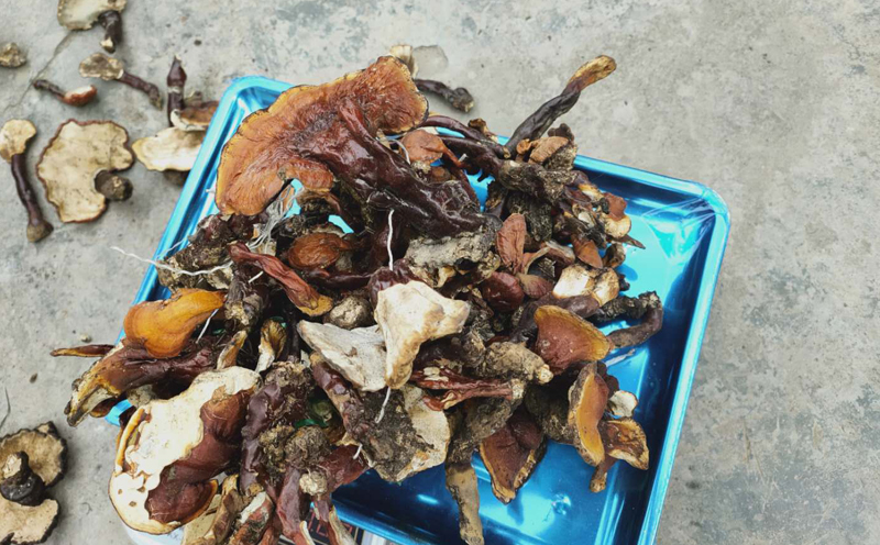 西藏野生白心靈芝圖片 西藏野生白心靈芝圖片