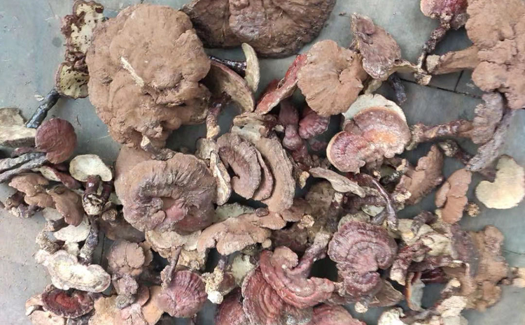 秦嶺野生靈芝圖片 秦嶺野生靈芝圖片