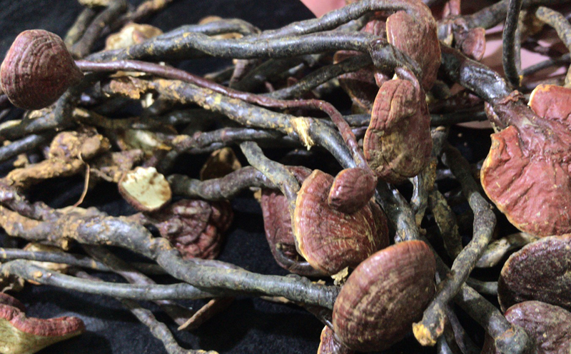 野生靈芝王圖片 野生靈芝王圖片