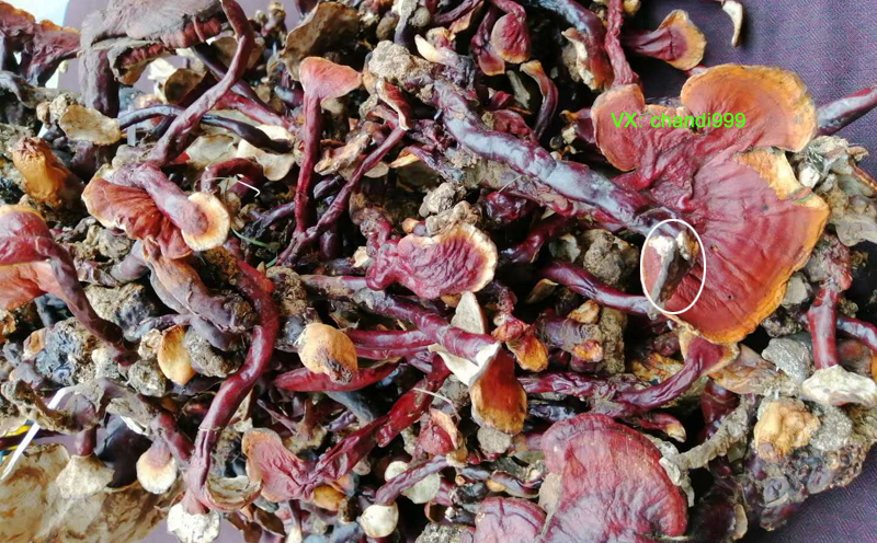 西藏白心靈芝 西藏白心靈芝