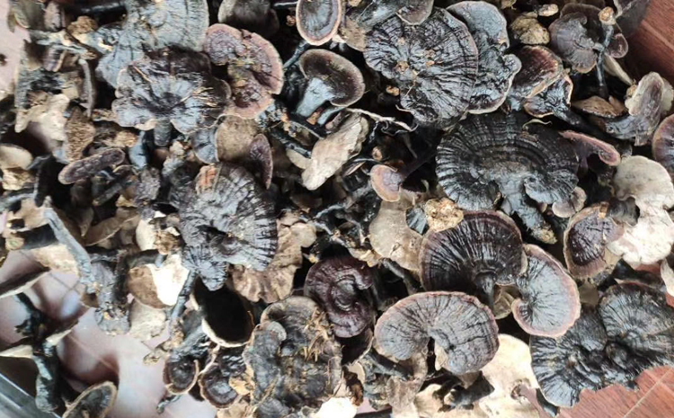 野生紫靈芝 野生紫靈芝