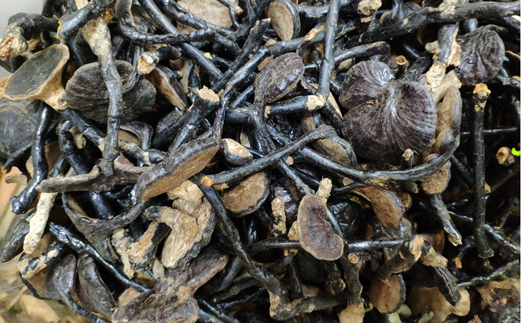 野生竹靈芝圖片 野生竹靈芝圖片