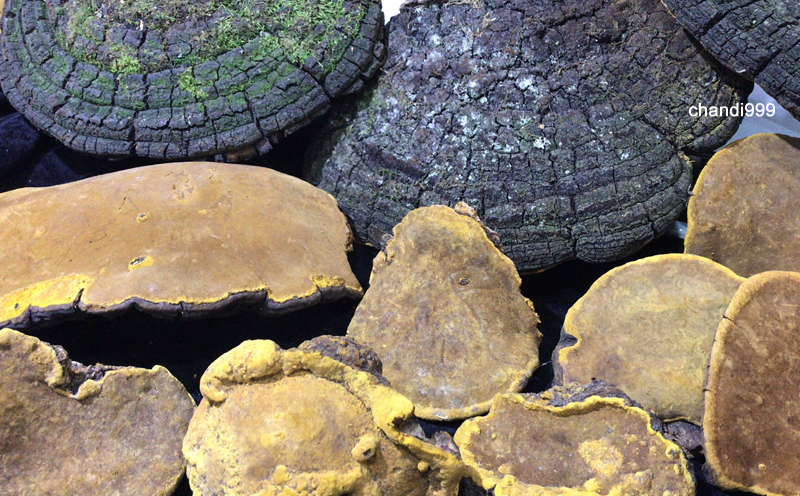 野生桑樹桑黃圖片 野生桑樹桑黃圖片