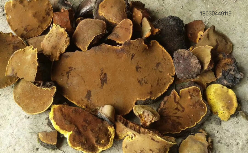 桑黃圖片 桑黃圖片