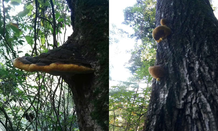 野生桑黃圖片 野生桑黃圖片