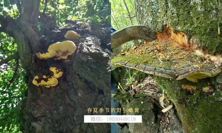 春夏季節桑樹上的野生桑黃圖片 春夏季節桑樹上的野生桑黃圖片