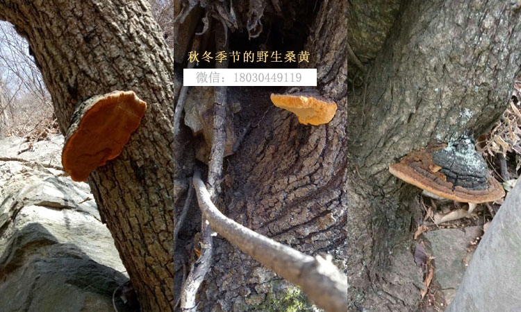 秋冬季節桑樹上的野生桑黃圖片 秋冬季節桑樹上的野生桑黃圖片