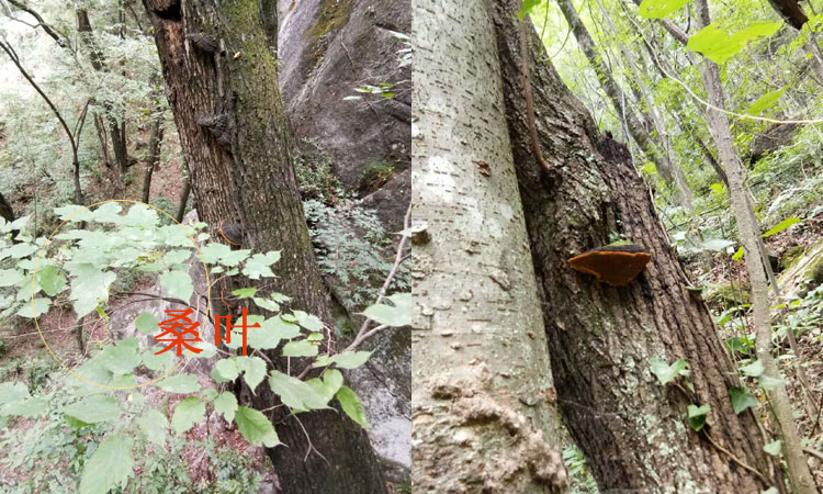 生長在桑樹上的桑黃圖片 生長在桑樹上的桑黃圖片